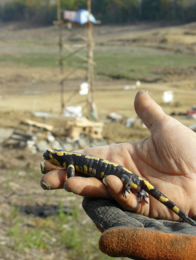Une salamandre "occupante"de la zone humide du Testet (©Tant qu'il y aura des bouilles). Une salamandre "occupante"de la zone humide du Testet (©Tant qu'il y aura des bouilles).